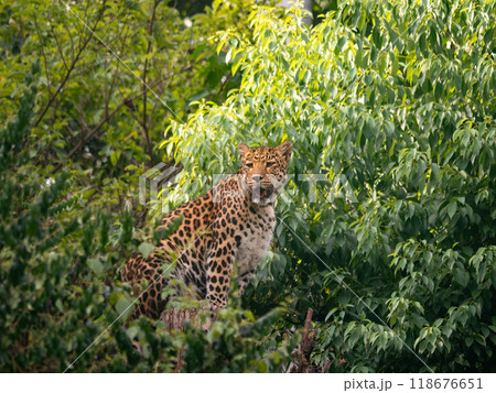 Close-up of North Chinese Leopard (Panthera pardus japonensis) sitting on a tree Close-up of North Chinese Leopard (Panthera pardus japonensis) sitting on a tree 118676651