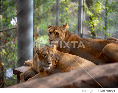 two lions taking a rest in the zoo two lions taking a rest in the zoo 118676654
