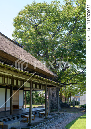 欅の巨樹立つ　旧秋田藩主佐竹氏別邸　如斯亭　秋田市 118676671