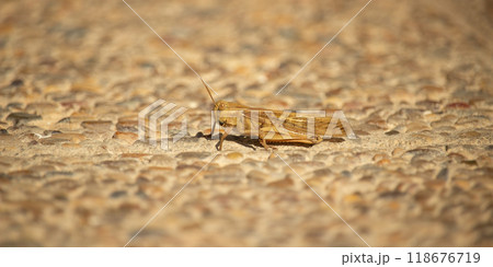 Field grasshopper (Chorthippus apricarius) 118676719