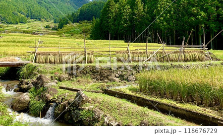 秋の収穫作業(稲刈り・はざ干し)が始まった鞍掛山麓の棚田〈四谷千枚田/愛知県奥三河地方新城市〉 118676729
