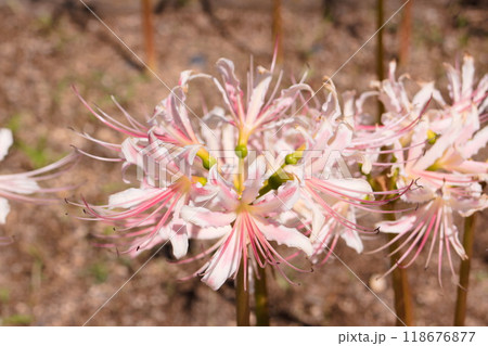 可憐なリコリス(Lycoris)の舞 可憐なリコリス(Lycoris)の舞 118676877