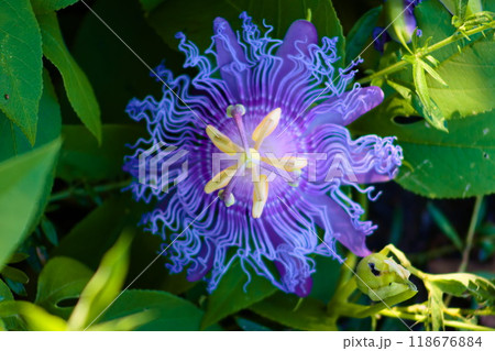 時計草(Passion flower)の不思議な模様 時計草(Passion flower)の不思議な模様 118676884
