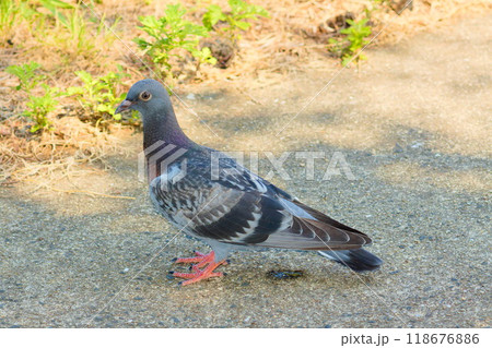 警戒しながら歩く鳩（pigeon） 118676886