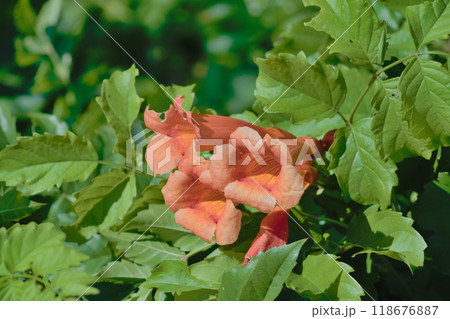 夏空に映えるアメリカノウゼンカズラ (Campsis radicans) 118676887