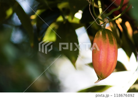 朱色の実が美しいカラスウリ  118676892