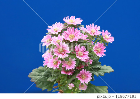 アスターえぞ菊 118677193