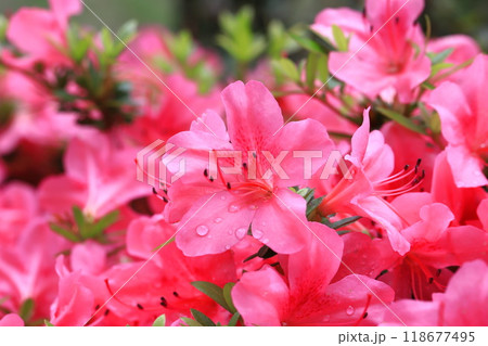 雨に濡れて鮮やかに咲くのサツキ 雨に濡れて鮮やかに咲くのサツキ 118677495