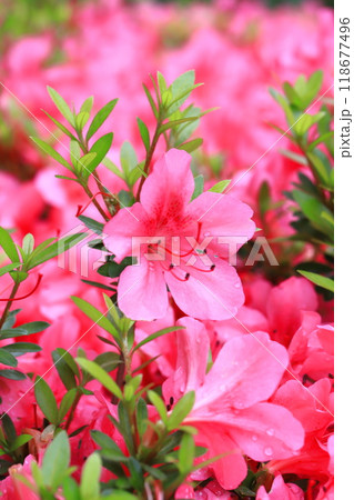 雨に濡れて鮮やかに咲くのサツキ 雨に濡れて鮮やかに咲くのサツキ 118677496