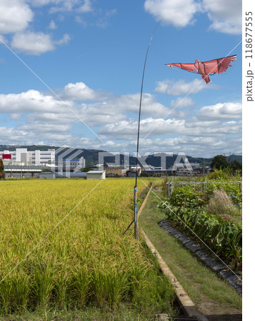 防鳥具が舞う大阪府松原市に広がる田園風景 118677555