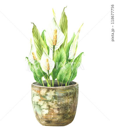 Watercolor home plant potted. Tropical green leaves with buds and white Calla flowers in rustic vintage pot. Anthurium exotic houseplants. Watercolor hand drawn illustration. Isolated from background  Watercolor home plant potted. Tropical green leaves with buds and white Calla flowers in rustic vintage pot. Anthurium exotic houseplants. Watercolor hand drawn illustration. Isolated from background  118677756