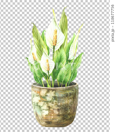 Watercolor home plant potted. Tropical green leaves with buds and white Calla flowers in rustic vintage pot. Anthurium exotic houseplants. Watercolor hand drawn illustration. Isolated from background  Watercolor home plant potted. Tropical green leaves with buds and white Calla flowers in rustic vintage pot. Anthurium exotic houseplants. Watercolor hand drawn illustration. Isolated from background  118677756