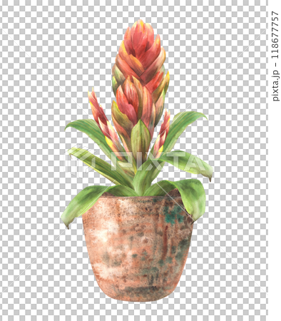Houseplant. Interior exotic red home plants potted. Home red flower pot closeup. Tropical bromeliad, indoor plant. Exotic greenery clipart. Watercolor hand drawn illustration. Isolated from background 118677757