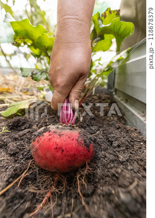 Farmer is pulling a fresh red beetroot Farmer is pulling a fresh red beetroot 118678379