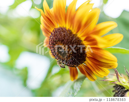Honey bee on beautiful sunflower 118678383