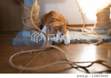 ロープに狙いをさだめる猫　茶トラ白 118678409