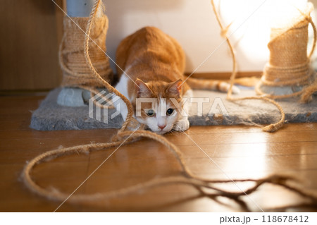 ロープに狙いをさだめる猫 茶トラ白 ロープに狙いをさだめる猫 茶トラ白 118678412