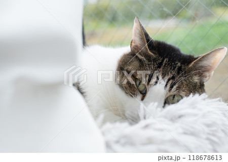 窓辺でくつろぐ猫　キジトラ白 118678613