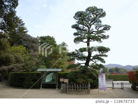 A large bonsai tree at the entrance to Okayama Korakuen Garden 118678733