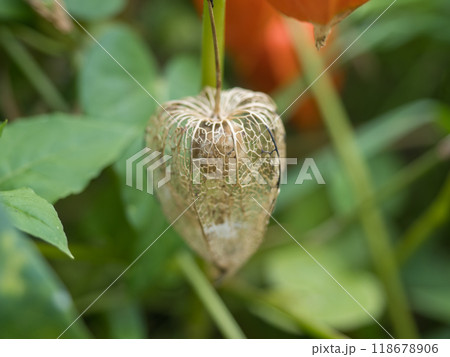 ホオズキ 118678906