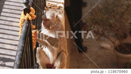 Monkey eats yellow flowers from a sacrificial wreath. Bonnet Macaque - Macaca Radiata Or Zati eating ritual flowers on street. Monkey eats yellow flowers from a sacrificial wreath. Bonnet Macaque - Macaca Radiata Or Zati eating ritual flowers on street. 118678960