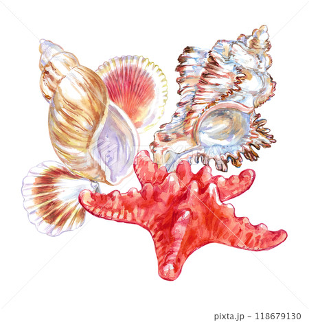 Seashell composition of Rosy Wolf snail, Calico Scallop, Common Starfish, Murex Endivia in watercolor. A marine gastropod mollusks, large sea snails with yellow, red, brown spots, stripes. Hand-drawn Seashell composition of Rosy Wolf snail, Calico Scallop, Common Starfish, Murex Endivia in watercolor. A marine gastropod mollusks, large sea snails with yellow, red, brown spots, stripes. Hand-drawn 118679130