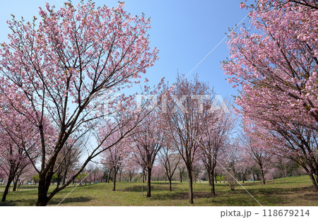 赤城南面千本桜　世界の桜ゾーン風景 118679214