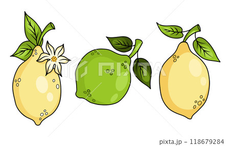 Yellow Lemon and green lime set. Seasonal tropical citrus fruit with flower and leaves. Isolated drawing. Vector illustration. 118679284