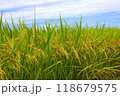 たわわに実った稲穂 新米 118679575