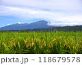 山と風に揺れる稲穂　新米 118679578