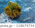 苔入りの小さな盆栽 118679734