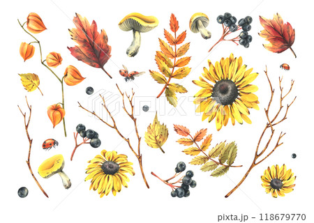 Autumn berries physalis, chokeberry, rowan leaves, maple, birch, russula mushrooms, rudbeckia flowers tree branches and ladybugs. Watercolor illustrations. Set of elements isolated from the background 118679770