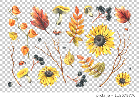 Autumn berries physalis, chokeberry, rowan leaves, maple, birch, russula mushrooms, rudbeckia flowers tree branches and ladybugs. Watercolor illustrations. Set of elements isolated from the background 118679770