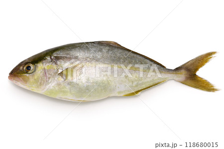 シオ(カンパチ) シオ(カンパチ) 118680015