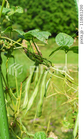 インゲンマメの栽培｜家庭菜園イメージ 118681200