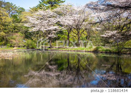 東京の桜の穴場、自然教育園の満開の桜 東京の桜の穴場、自然教育園の満開の桜 118681434