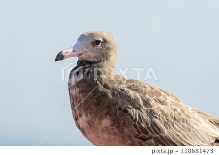 第一回冬羽へと変わり始めているウミネコの幼鳥 118681473