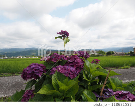梅雨空と香長平野とアジサイの花（土讃線近くの紫色の紫陽花） 118681555