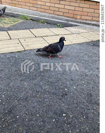 カワラバト カワラバト 118681907