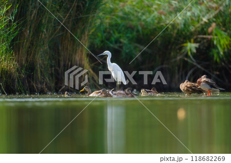 Heron. Fishing bird. Birds in the wild. Flying and waterfowl species of birds 118682269