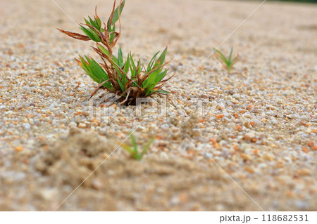 広場に生えてくる草 118682531