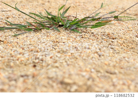 広場に生えてくる草 118682532