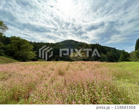 広がる青空と一面のソバ畑 118683308
