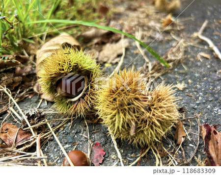 地面に落ちたイガグリ 118683309