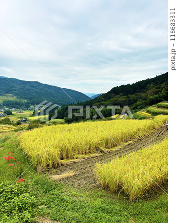 棚田の稲刈り 棚田の稲刈り 118683311