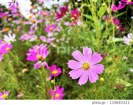 色とりどりのコスモス 118683321