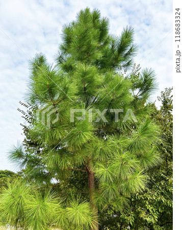 青空に映える松 118683324