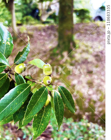 まだ青いドングリ 118683335