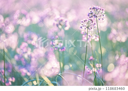ラッキョウの花　（鳥取県北栄町産） 118683460