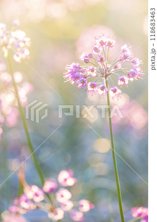 ラッキョウの花 (鳥取県北栄町産) ラッキョウの花 (鳥取県北栄町産) 118683463
